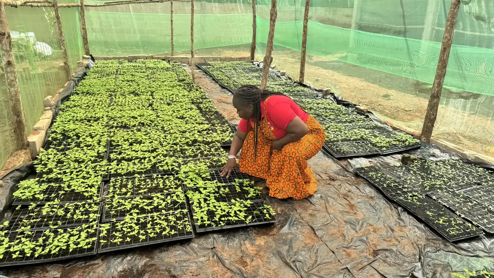 Gloria Amoussou dans la pépinière de Vie Verte Agro, au milieu des jeunes plants