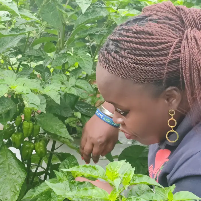 Inspection de plants de piment sur une parcelle