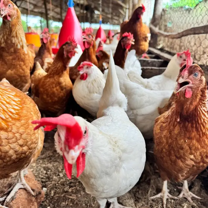 Poules pondeuses rousses et blanches dans un poulailler